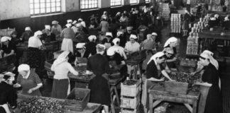 Nei “barachin” la cucina era povera e fantasiosa Donne al lavoro “nelle ciliegie” alla Sacla nel dopoguerra. Foto archivio ISRAT