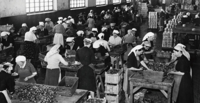 Nei “barachin” la cucina era povera e fantasiosa Donne al lavoro “nelle ciliegie” alla Sacla nel dopoguerra. Foto archivio ISRAT