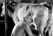 L’ironia contadina anche nelle stalle