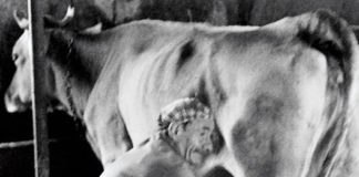 L’ironia contadina anche nelle stalle