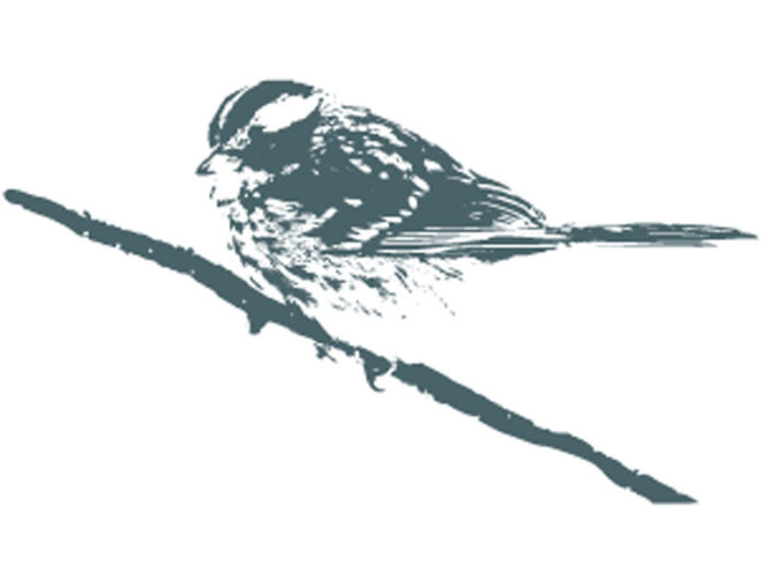 Uccelli sui rami, maiali nell’arbi e mele rassicuranti