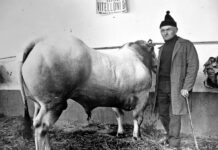 Nel tempio del bue grasso di Moncalvo