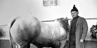 Nel tempio del bue grasso di Moncalvo