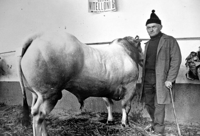 Nel tempio del bue grasso di Moncalvo