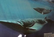 Quando nell’Astigiano c’era il mare e ci nuotavano le balene