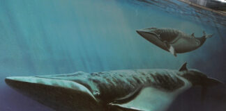 Quando nell’Astigiano c’era il mare e ci nuotavano le balene