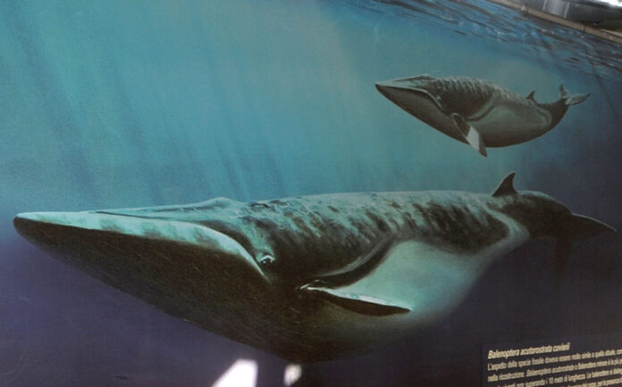 Quando nell’Astigiano c’era il mare e ci nuotavano le balene