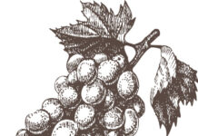 A Mongardino è l’acino che fa il vino