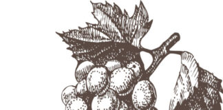 A Mongardino è l’acino che fa il vino