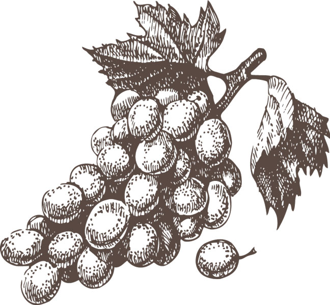 A Mongardino è l’acino che fa il vino