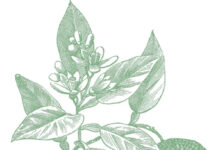 Quando a Natale il Bambin portava i purtigàl