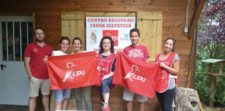 Dalla collina di Tigliole i rapaci feriti tornano a volare