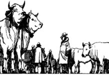 A Moncalvo il giorno dei giganti bianchi