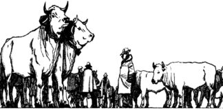 A Moncalvo il giorno dei giganti bianchi