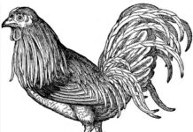 Aria di Natale, sulle tavole trionfa il cappone