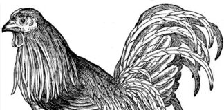 Aria di Natale, sulle tavole trionfa il cappone