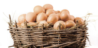 Uscire dal guscio e cantare in compagnia