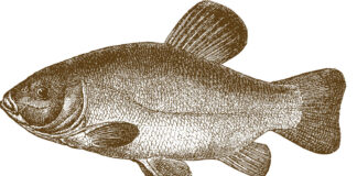 Ecco come vincere il “carpionato” del mondo