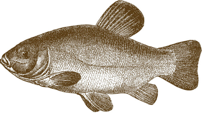 Ecco come vincere il “carpionato” del mondo