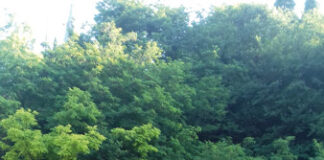 Accade nel secondo trimestre 2007-1917