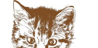 Voler insegnare ai gatti a “rampignèsi”