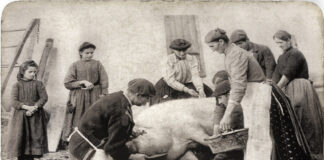 Cascine maiali e masacrìn