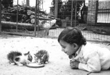 Fratello cane, sorella gatta e altri amori