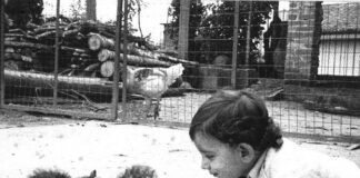 Fratello cane, sorella gatta e altri amori