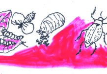 Un’ invasione di «baricole», i maggiolini che divorano tutto