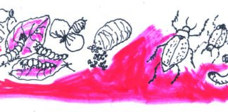 Un’ invasione di «baricole», i maggiolini che divorano tutto