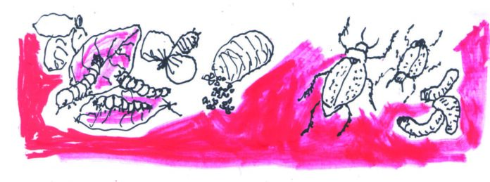 Un’ invasione di «baricole», i maggiolini che divorano tutto