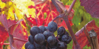 Quando non si butta(va) via niente