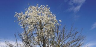 Propongo la mappa dei ciliegi in fiore