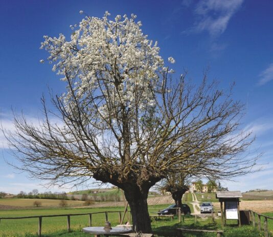 Propongo la mappa dei ciliegi in fiore