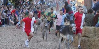 Corse con gli asini, una tradizione viva a Cocconato che arriva alla Festa del mezzo secolo