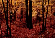 Giacimenti di naturalità nascosti tra le colline dell’astigiano