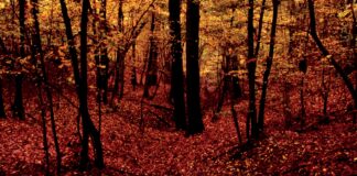 Giacimenti di naturalità nascosti tra le colline dell’astigiano