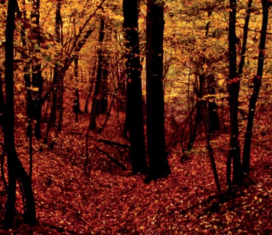 Giacimenti di naturalità nascosti tra le colline dell’astigiano