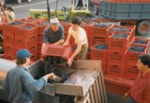 Cantina di Vinchio e Vaglio, sessant’anni ben portati