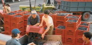 Cantina di Vinchio e Vaglio, sessant’anni ben portati