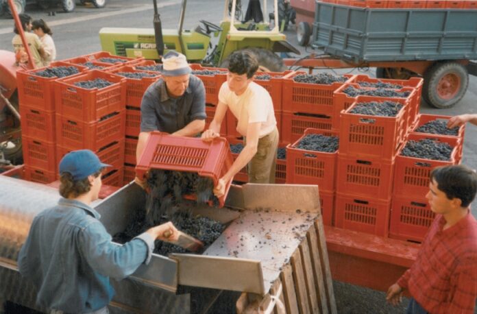 Cantina di Vinchio e Vaglio, sessant’anni ben portati