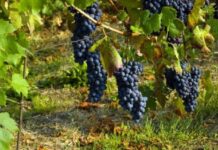 Le antiche parole della vendemmia