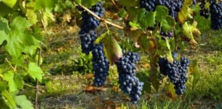 Le antiche parole della vendemmia