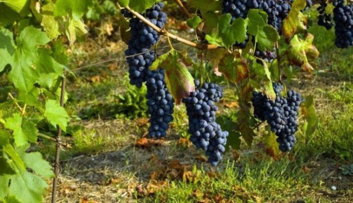 Le antiche parole della vendemmia